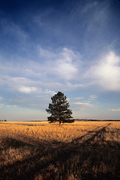 Aaron Johnston / Photography